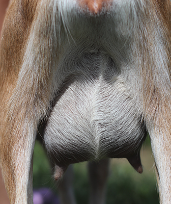 lesperance walk the plank